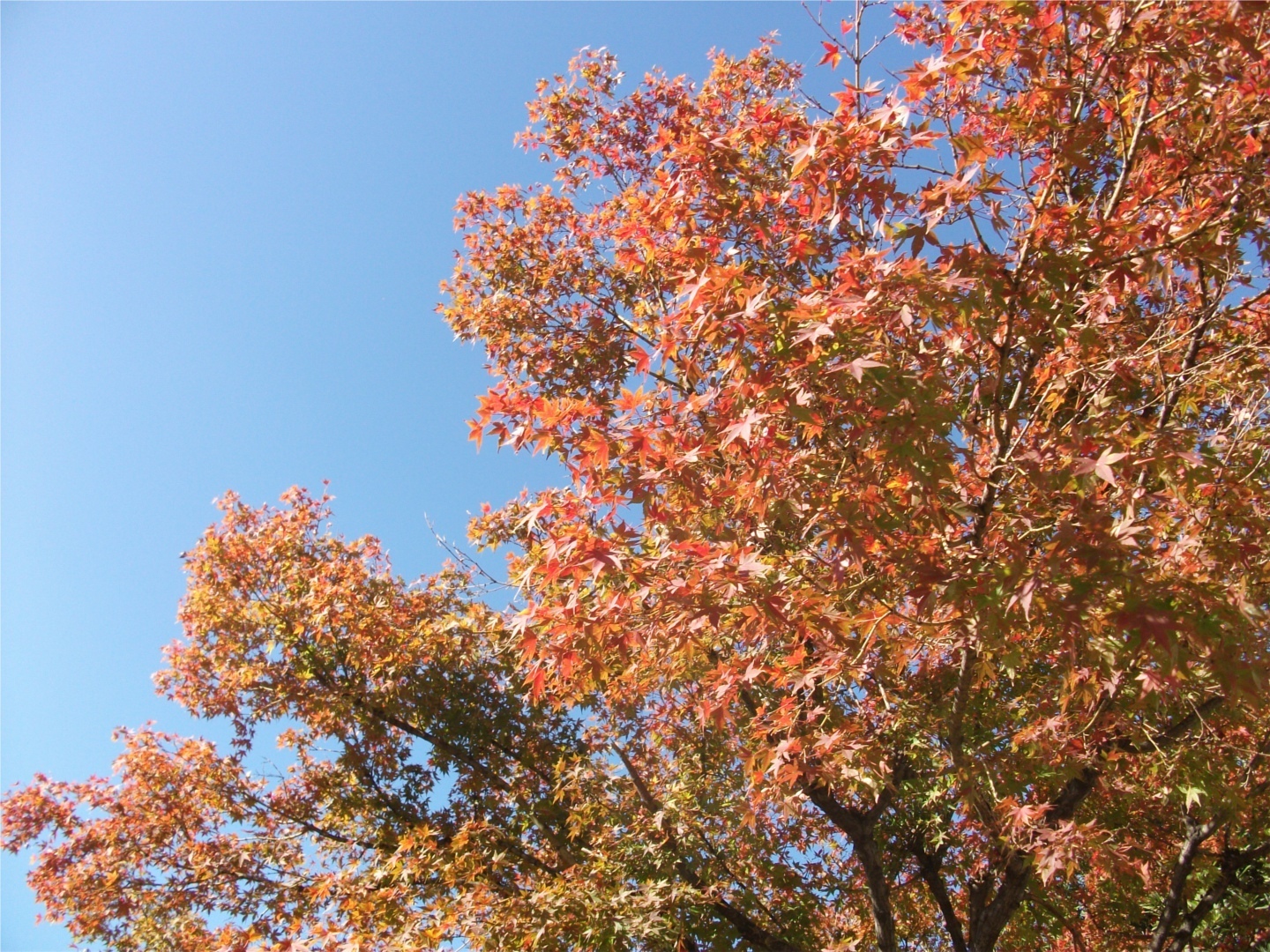 バンザイコシフリ 春の花見。秋紅葉狩り。ちょっとしたよそ行きに